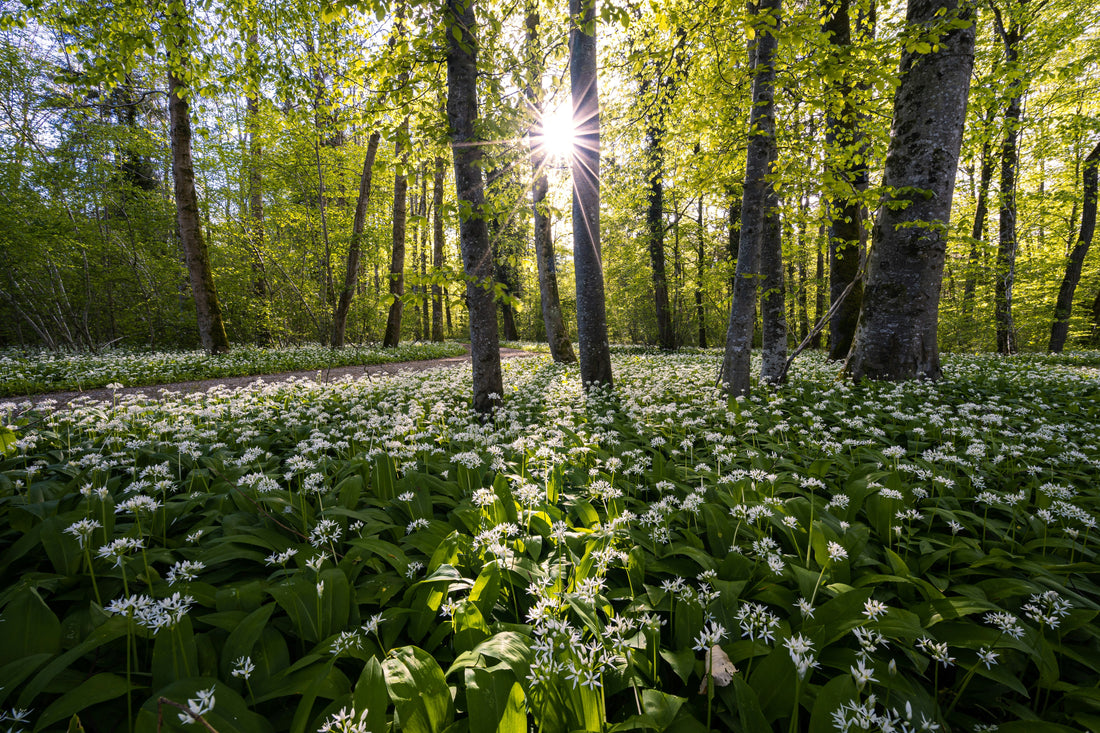 Bärlauch geniessen: 4 einfache & köstliche Rezepte für den Frühling